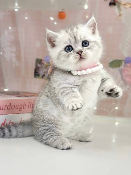 Munchkin