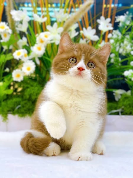 British Shorthair