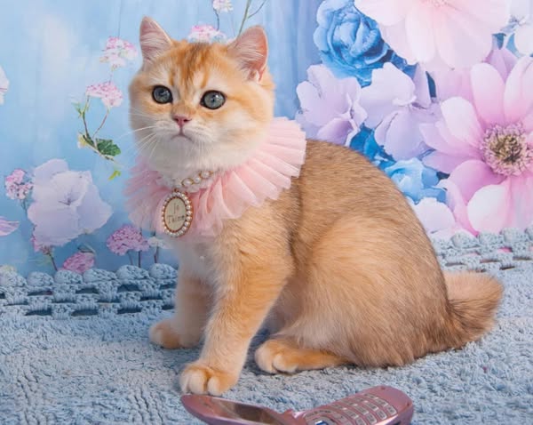 British Shorthair