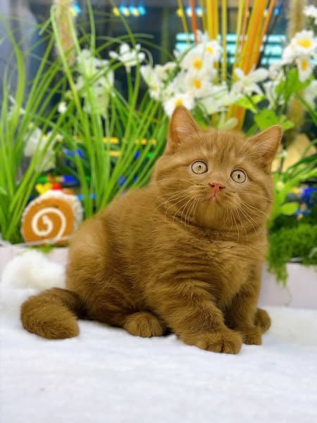 British Shorthair
