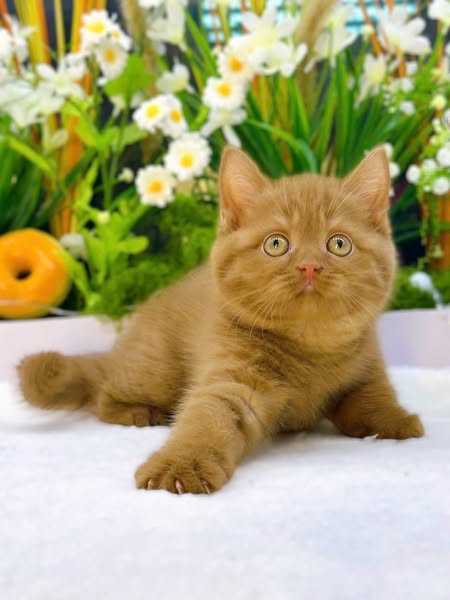 British Shorthair