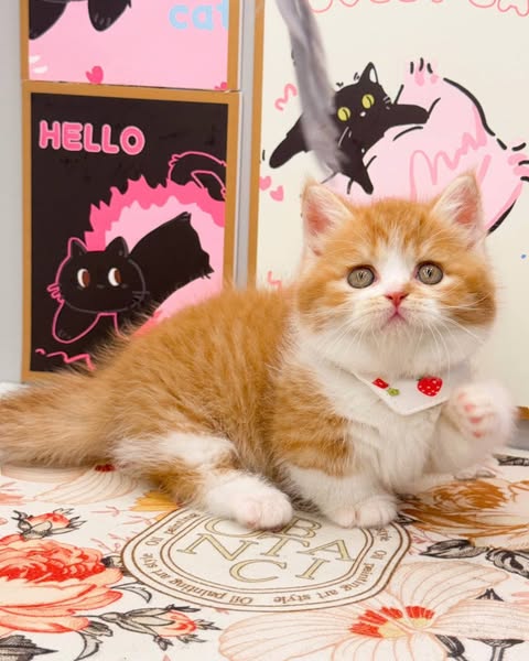 Munchkin
