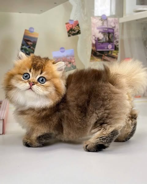 Munchkin Longhair