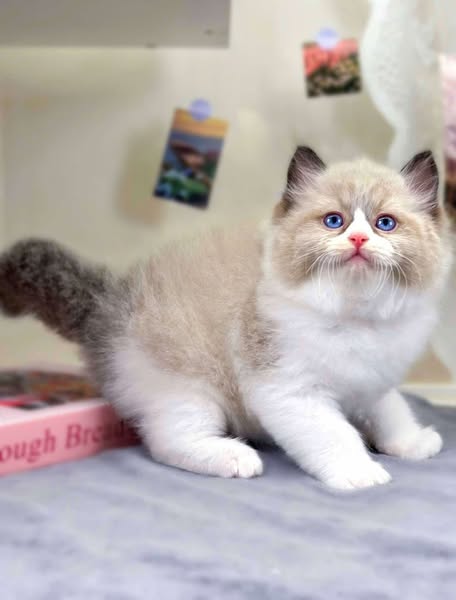 Ragdoll