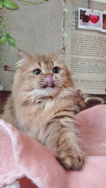 British Longhair
