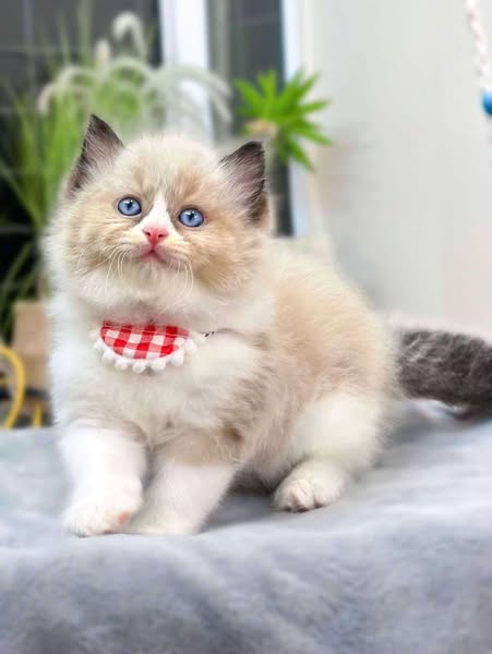 Ragdoll