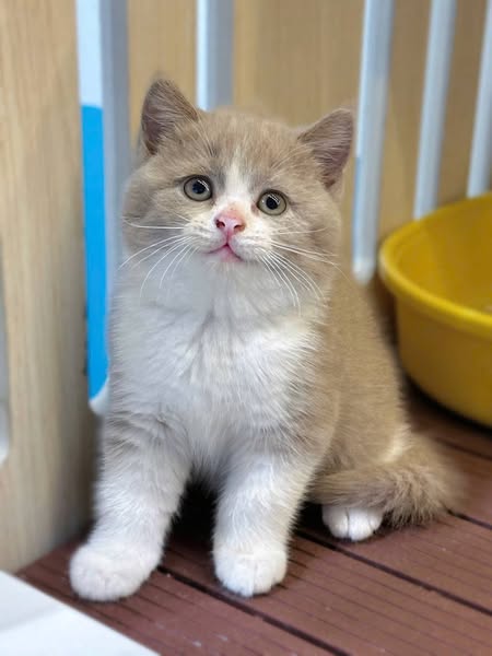 British Shorthair