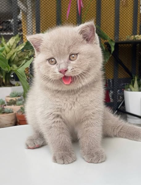 Scottish Fold