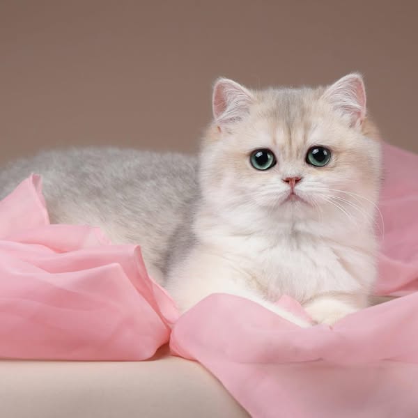British Shorthair