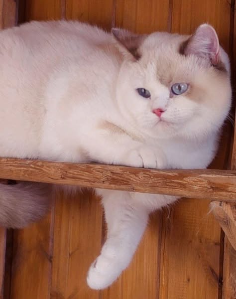 British Shorthair