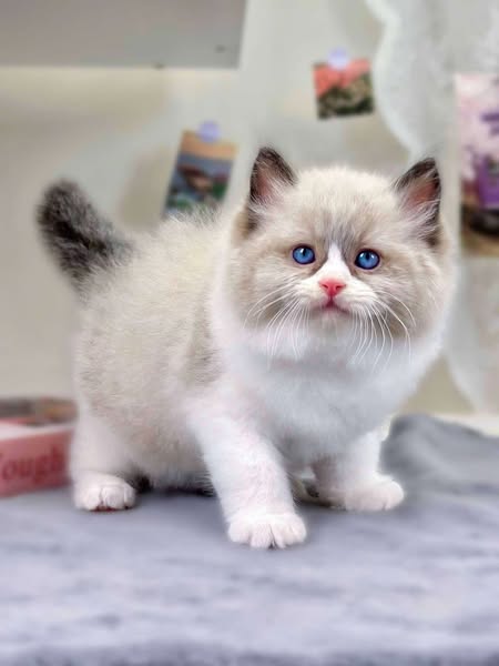 Ragdoll
