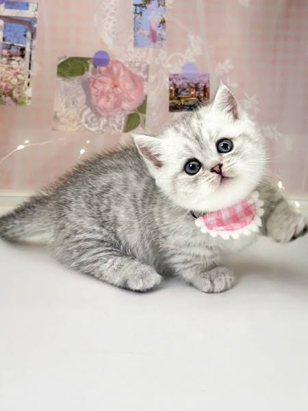 Munchkin