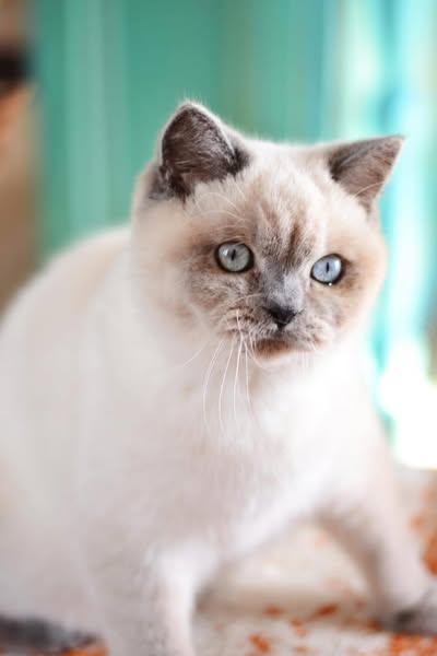 British Shorthair
