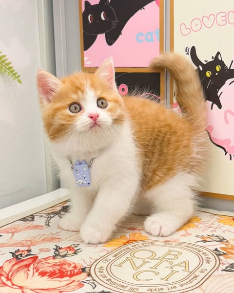 British Shorthair