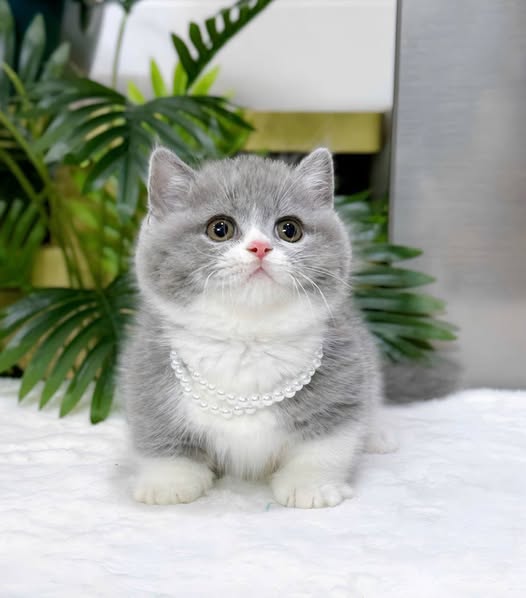 Munchkin