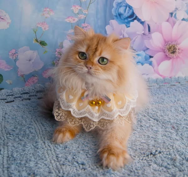 British Longhair