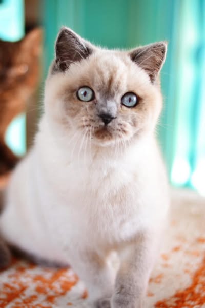 British Shorthair