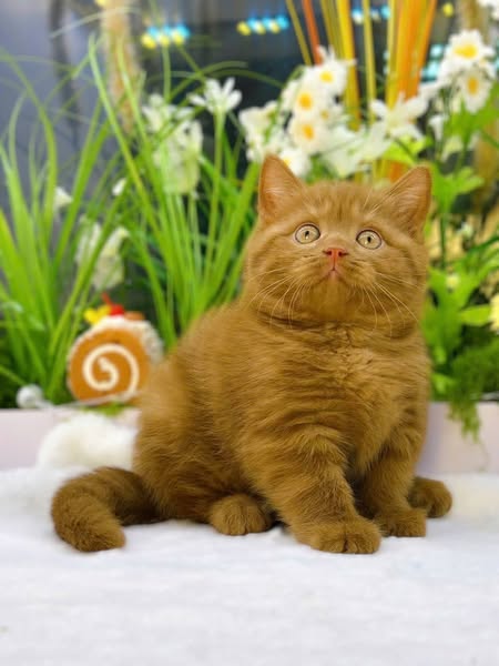 British Shorthair