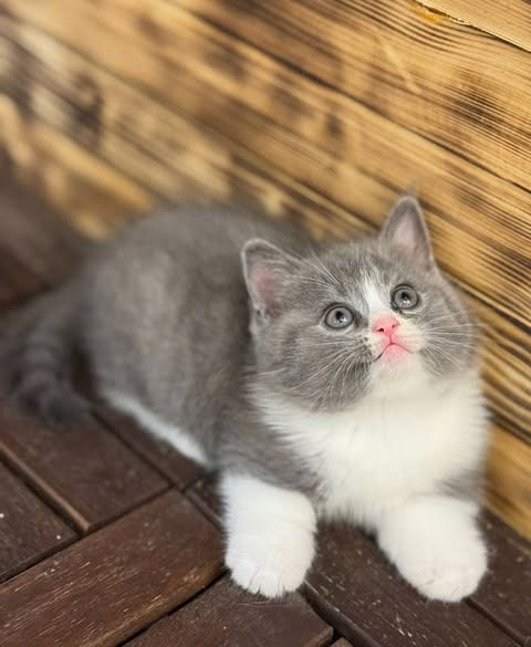 Munchkin