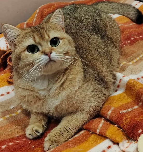 British Shorthair