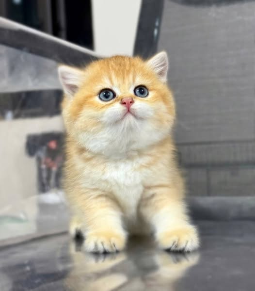 British Shorthair