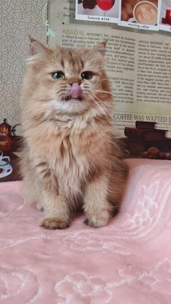British Longhair