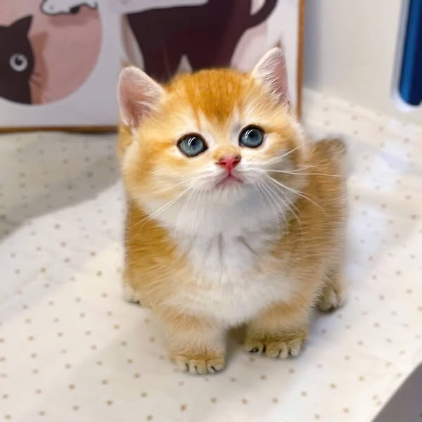Munchkin