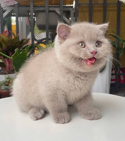 Scottish Fold
