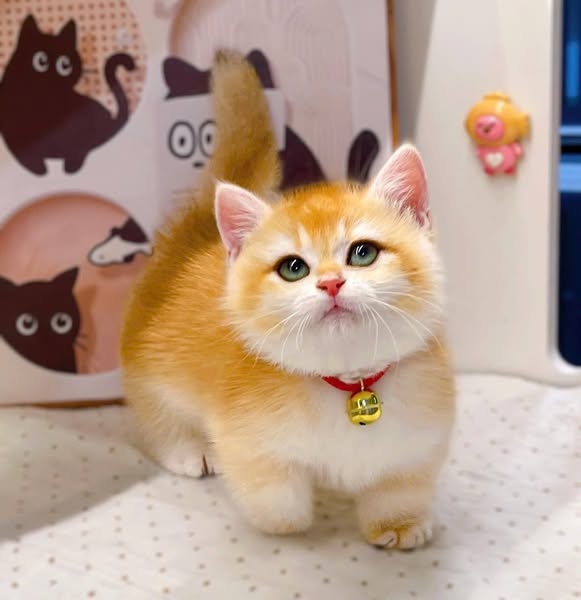 Munchkin