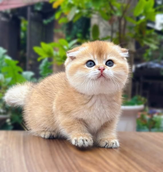 Munchkin Fold