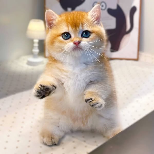 Munchkin