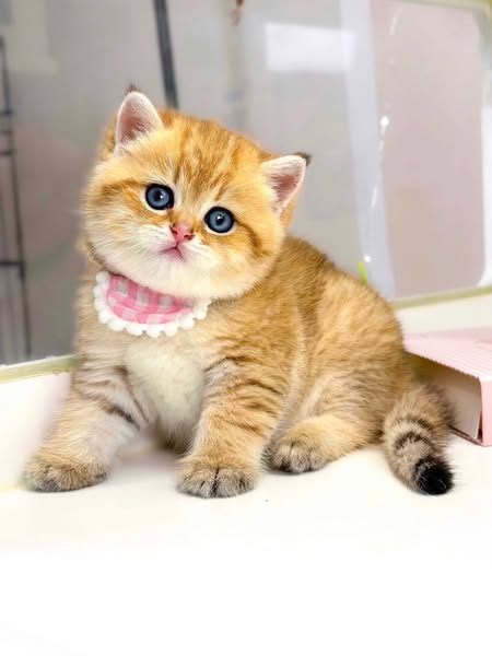 British Shorthair