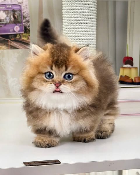Munchkin Longhair