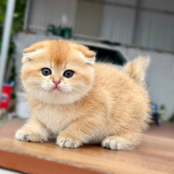 Munchkin Fold
