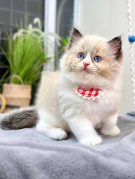 Ragdoll