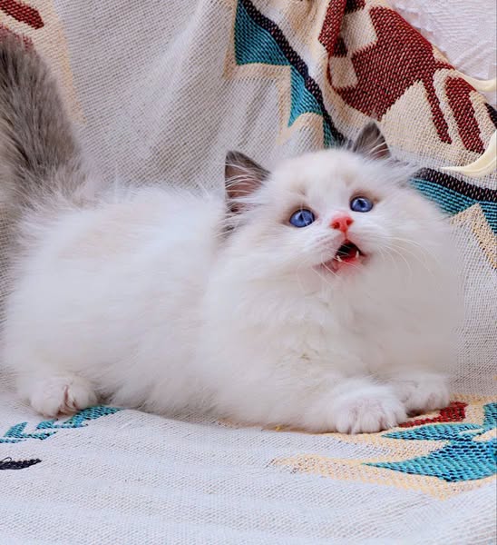 Ragdoll
