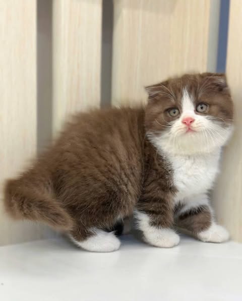 Scottish Fold