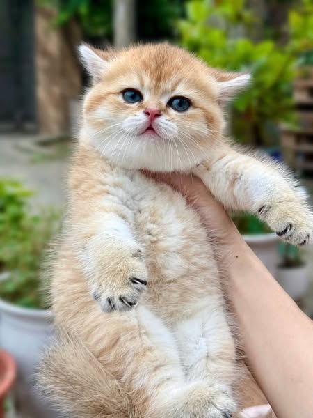 British Shorthair