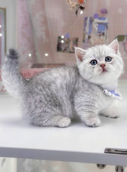 Munchkin