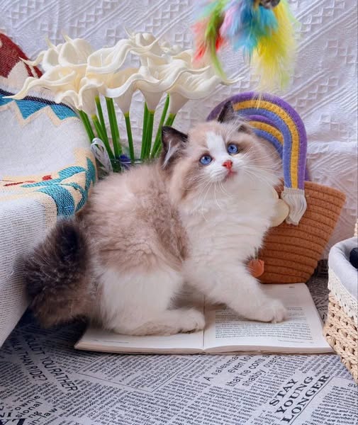 Ragdoll