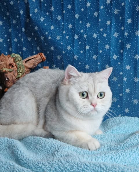 British Shorthair