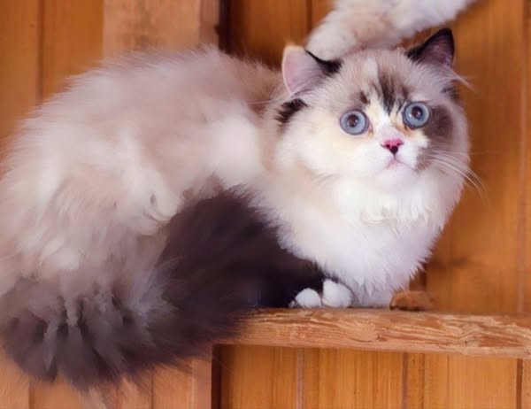 British Longhair