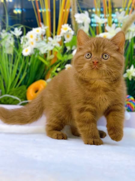 British Shorthair