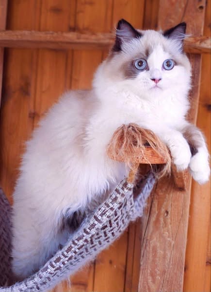 British Longhair