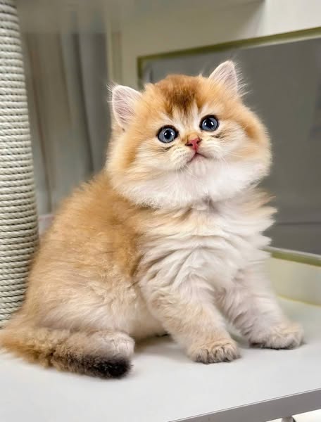 British Longhair