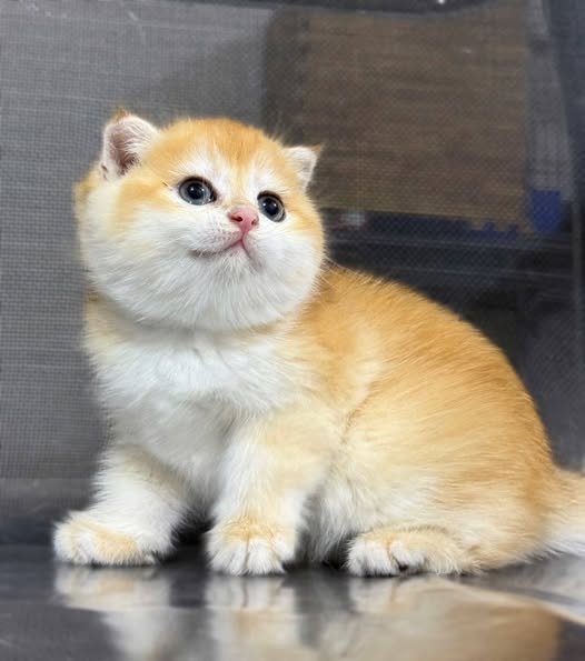 Scottish Fold