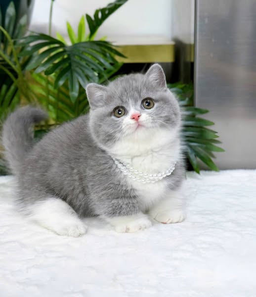 Munchkin