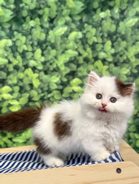 Munchkin Longhair