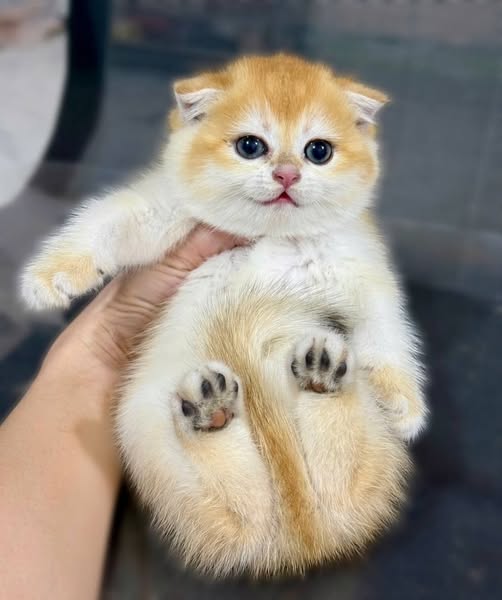 Scottish Fold
