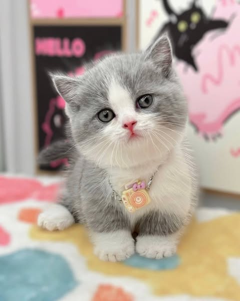 Munchkin